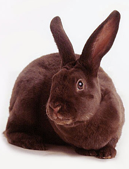 兔子的品种有哪些(盘点各种各样可爱的兔子)