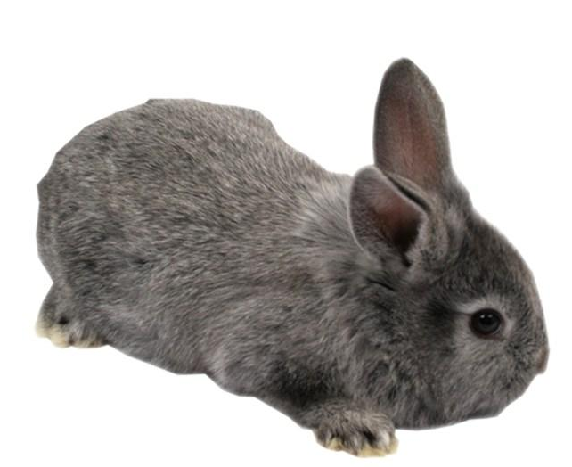 兔子的品种有哪些(盘点各种各样可爱的兔子)