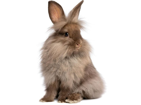兔子的品种有哪些(盘点各种各样可爱的兔子)