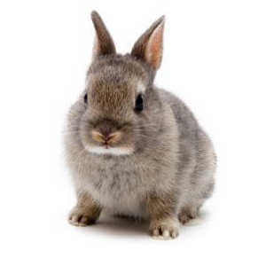 兔子的品种有哪些(盘点各种各样可爱的兔子)