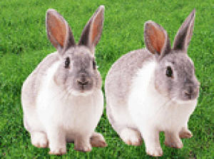 兔子的品种有哪些(盘点各种各样可爱的兔子)