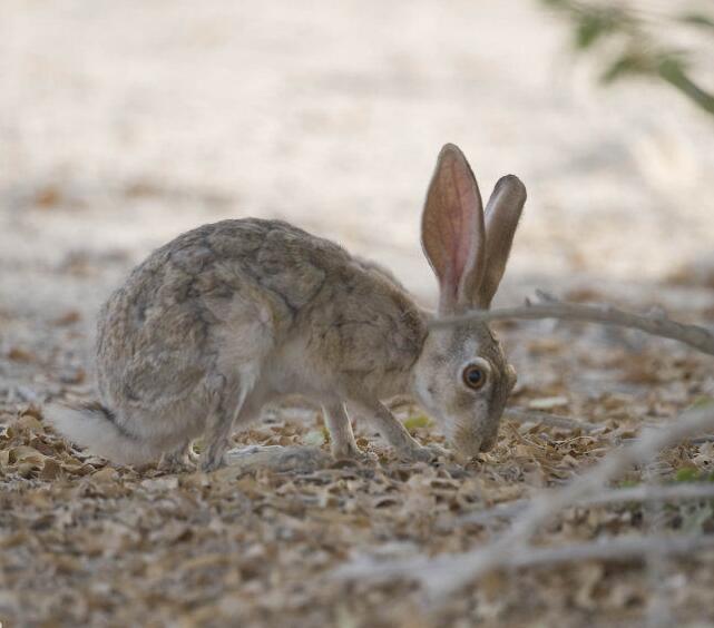 兔子的品种有哪些(盘点各种各样可爱的兔子)