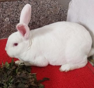 兔子的品种有哪些(盘点各种各样可爱的兔子)