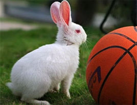 兔子的品种有哪些(盘点各种各样可爱的兔子)