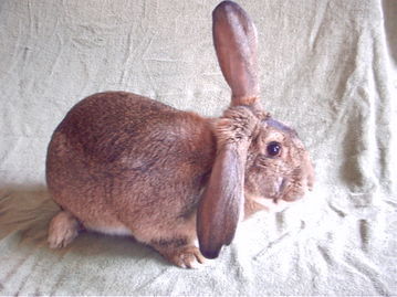 兔子的品种有哪些(盘点各种各样可爱的兔子)