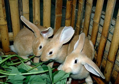 兔子的品种有哪些(盘点各种各样可爱的兔子)