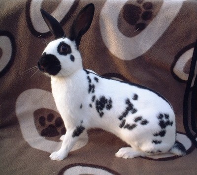 兔子的品种有哪些(盘点各种各样可爱的兔子)