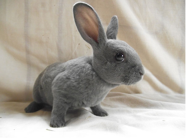 兔子的品种有哪些(盘点各种各样可爱的兔子)