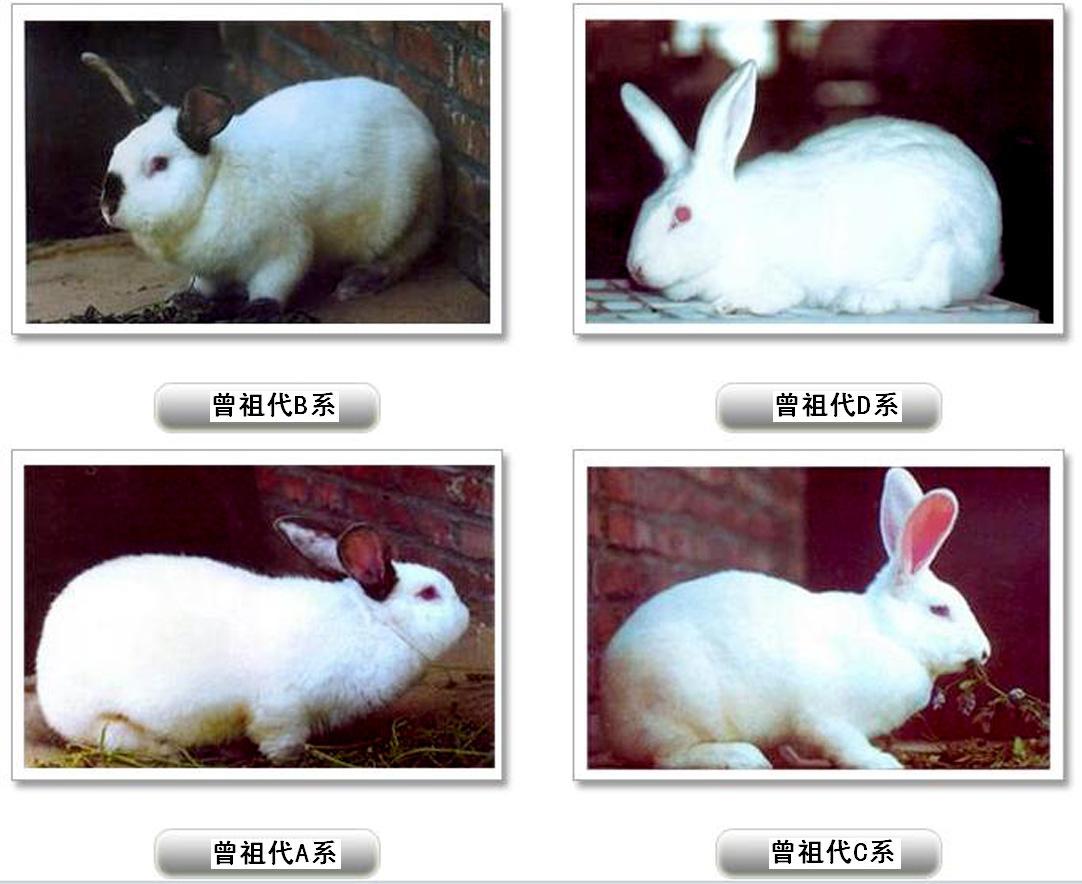 兔子的品种有哪些(盘点各种各样可爱的兔子)
