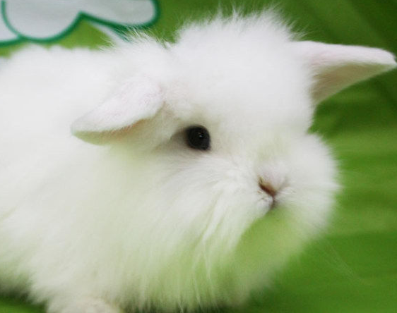 兔子的品种有哪些(盘点各种各样可爱的兔子)