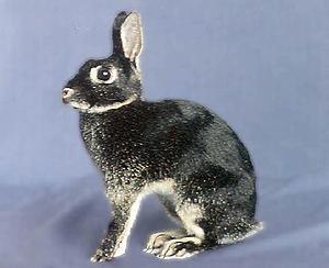 兔子的品种有哪些(盘点各种各样可爱的兔子)