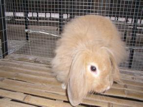 兔子的品种有哪些(盘点各种各样可爱的兔子)