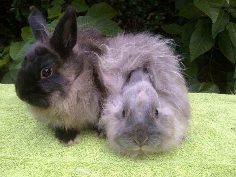 兔子的品种有哪些(盘点各种各样可爱的兔子)
