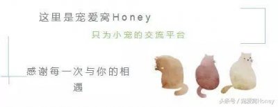 养金丝熊的危害(养金丝熊的危害是什么)