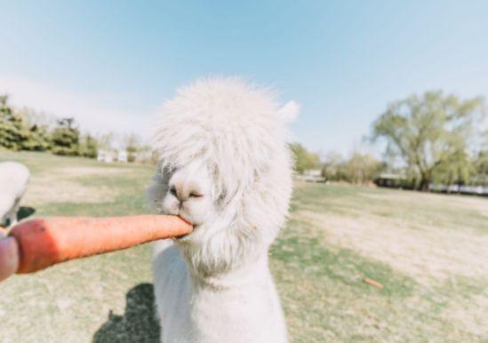 迷住谢娜,玩疯包文婧,新西兰皇后镇,美得想让人待一辈子!