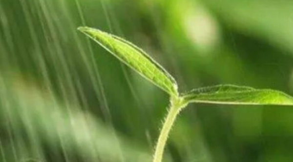 赞美老师的诗句,歌颂赞美老师的诗句图4