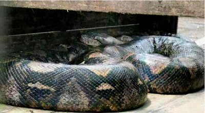 1998年齐齐哈尔某地挖出一座墓穴,惊现两条巨蟒!专家也无法解释