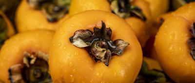 柿子和鱼能一起吃吗