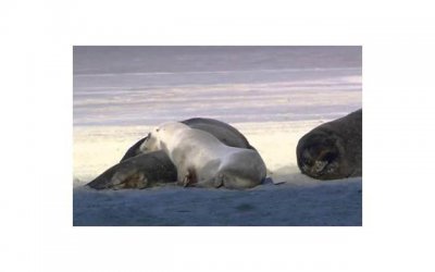 女童遭亲妈虐待险丧命惹众怒