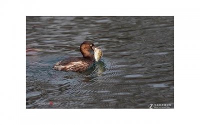 婚房气球价格多少