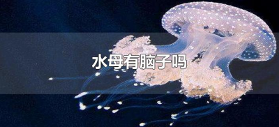 水母有脑子吗(水母的大脑长什么样)