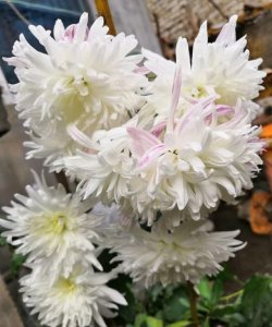 上巳节是什么意思 ,流传几千年的三月三上巳节,是什么时候变成黄帝生日的?