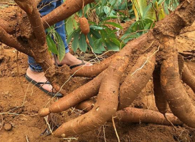 木薯的种类,木薯的种类?