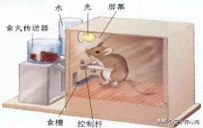 心理学家斯金纳的故事