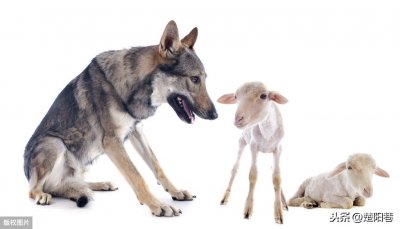 狼与羊的故事(散文)